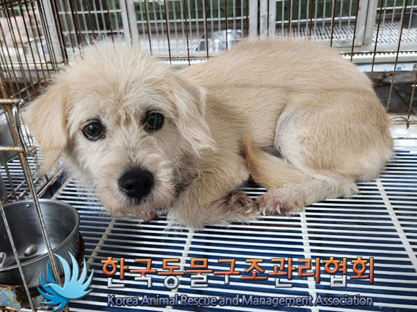 한국동물구조관리협회_441560202301063